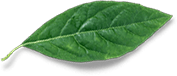 Leaf.png